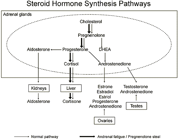Steriod-Hormone-Pathways-7-Health.gif